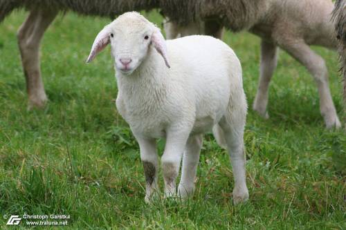 zum Vergrößern bitte anklicken!