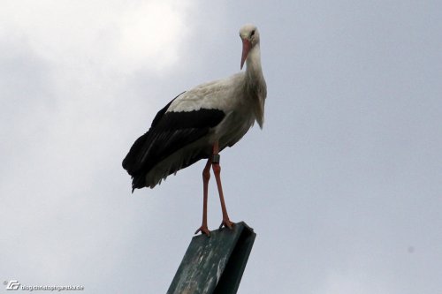 zum Vergrößern bitte anklicken!