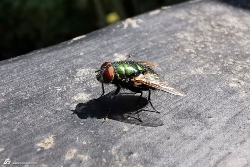 zum Vergrößern bitte anklicken!