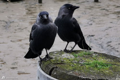 zum Vergrößern bitte anklicken!