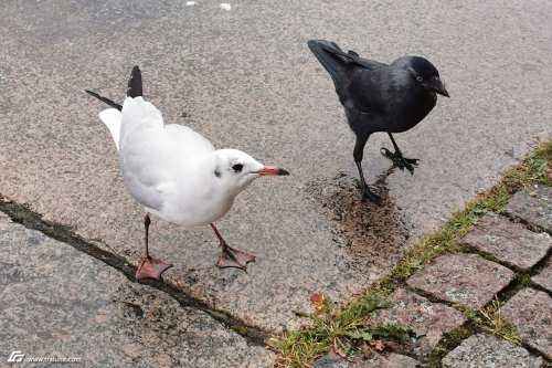 zum Vergrößern bitte anklicken!