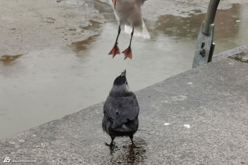 zum Vergrößern bitte anklicken!