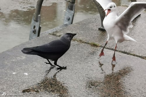 zum Vergrößern bitte anklicken!