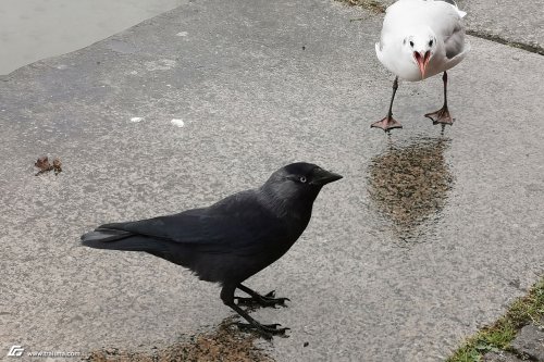 zum Vergrößern bitte anklicken!